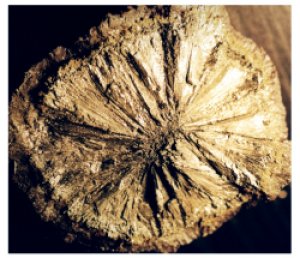 IFM-marcassite1.JPG (27658 octets)