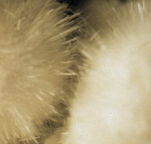 IFM-okenite2.jpg (11745 octets)