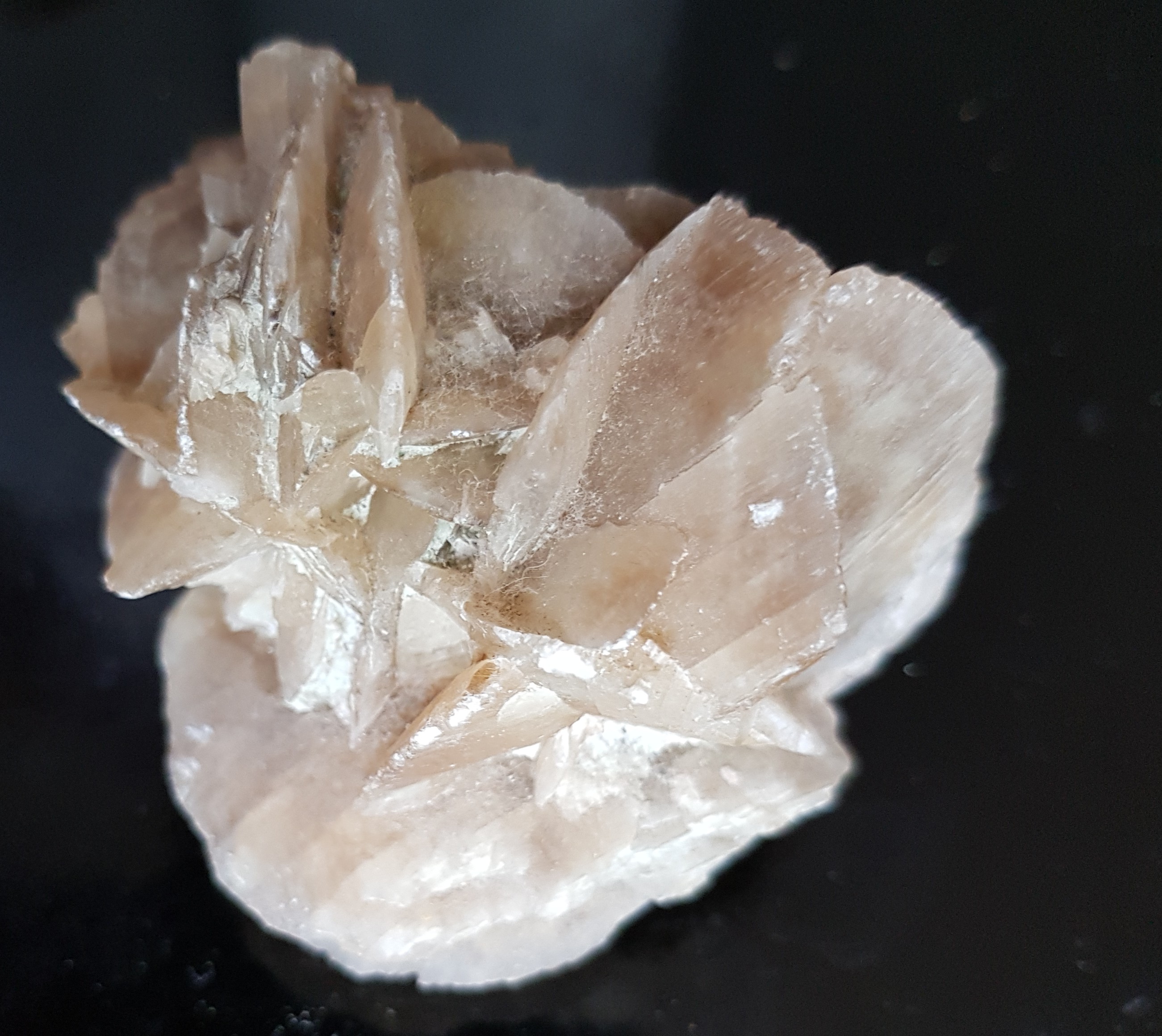 IFM-rosesable1.JPG (15853 octets)