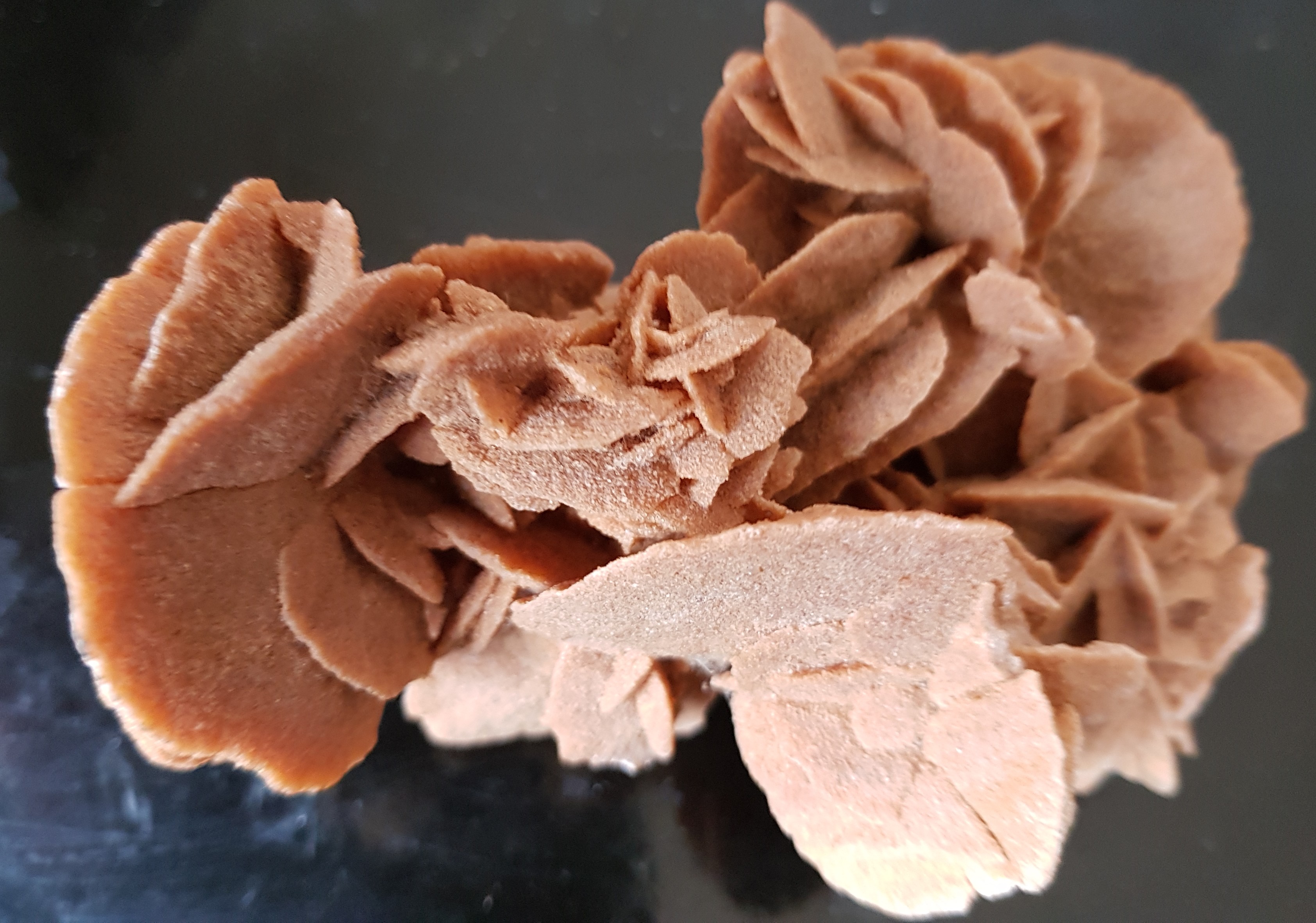 IFM-rosesable2.JPG (13110 octets)