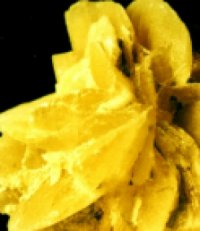 IFM-rosesable3.JPG (10431 octets)